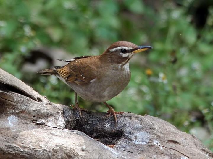 Grey-sided Thrush