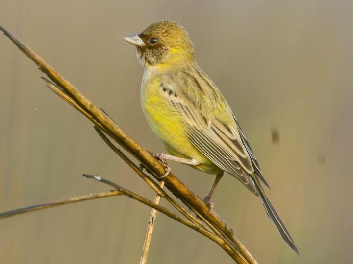 Red-headed Bunting