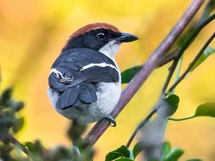Gabela Bushshrike