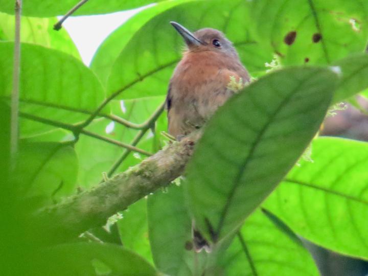 Brown Nunlet