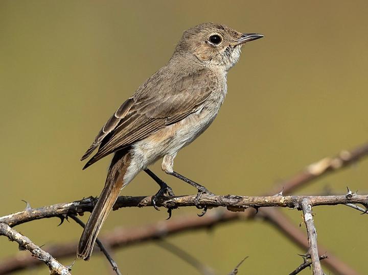 Brown-tailed Rock Chat