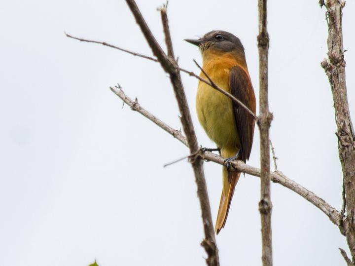 Rufous-tailed Attila