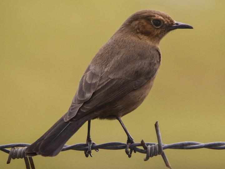 Brown Rock Chat