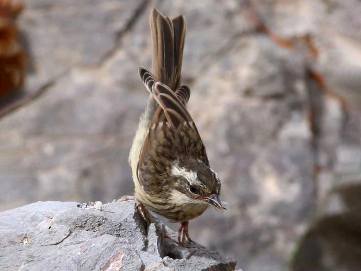 Brown Accentor