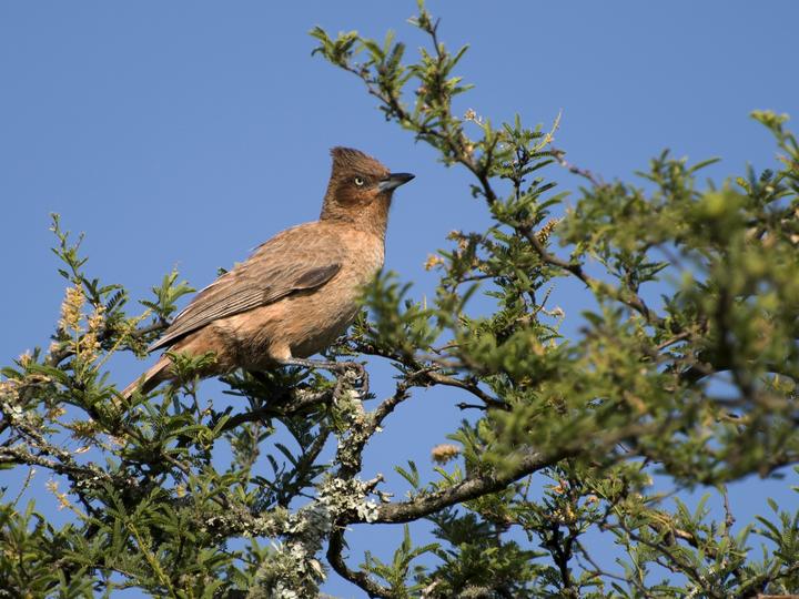 Brown Cacholote