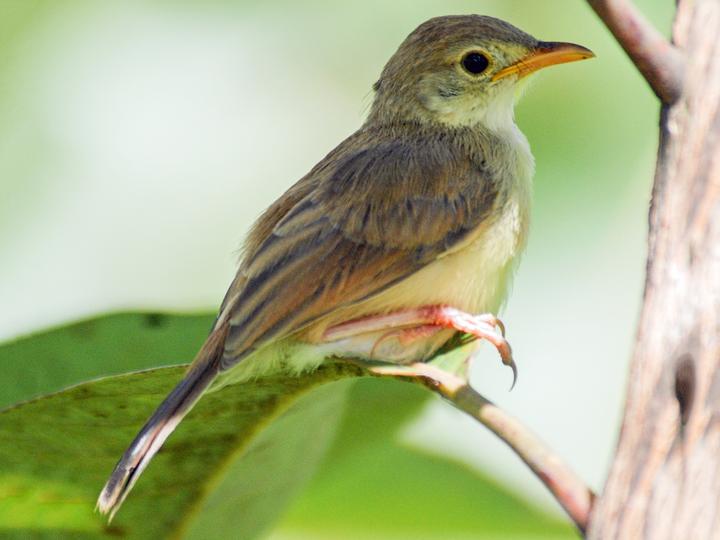 Rufous Cisticola