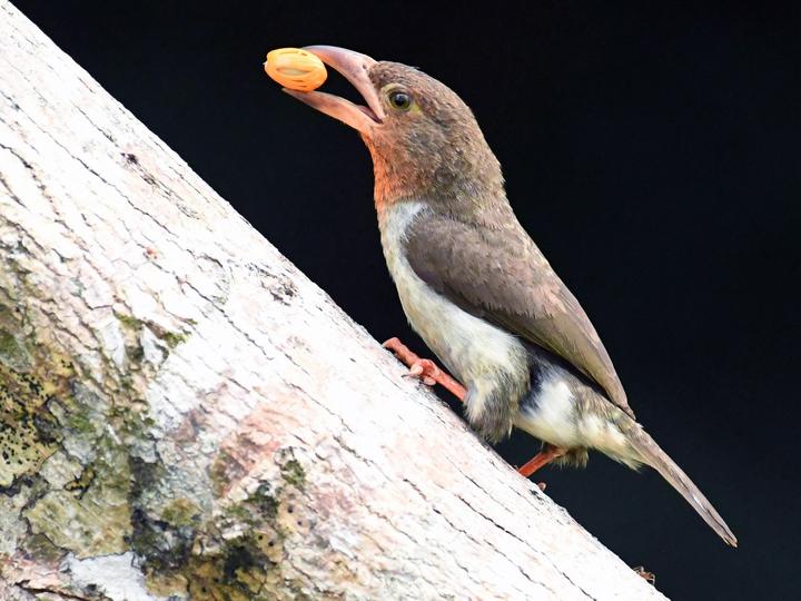 Brown Barbet