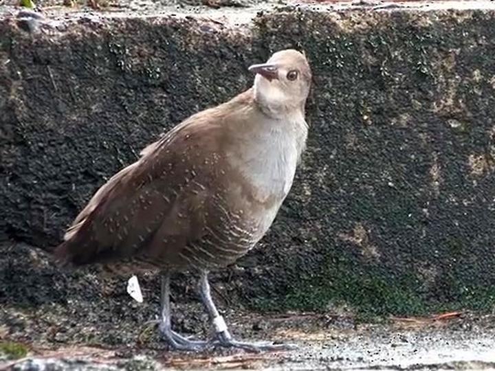 褐斑秧鸡