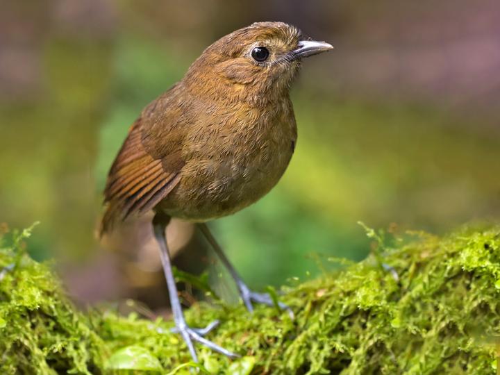 Brown-banded Antpitta