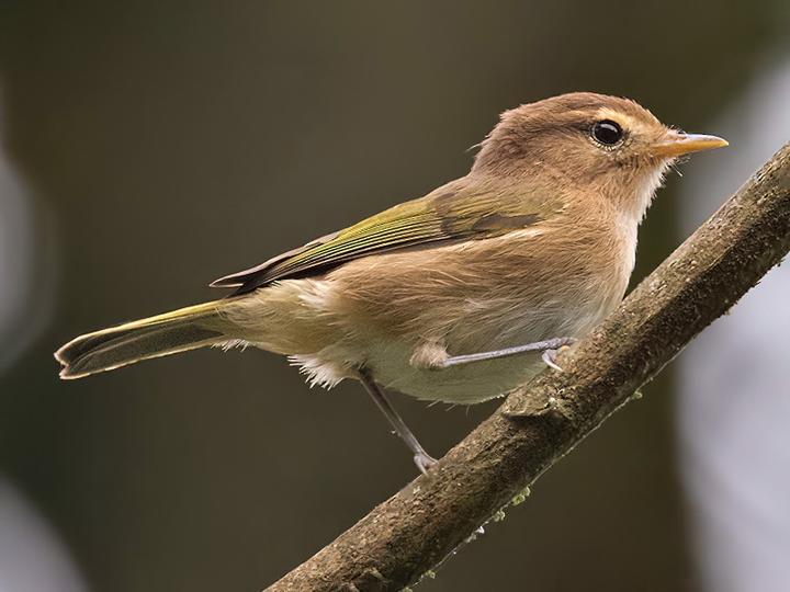 Brown Woodland Warbler