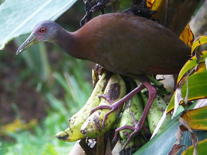 Brown Wood Rail