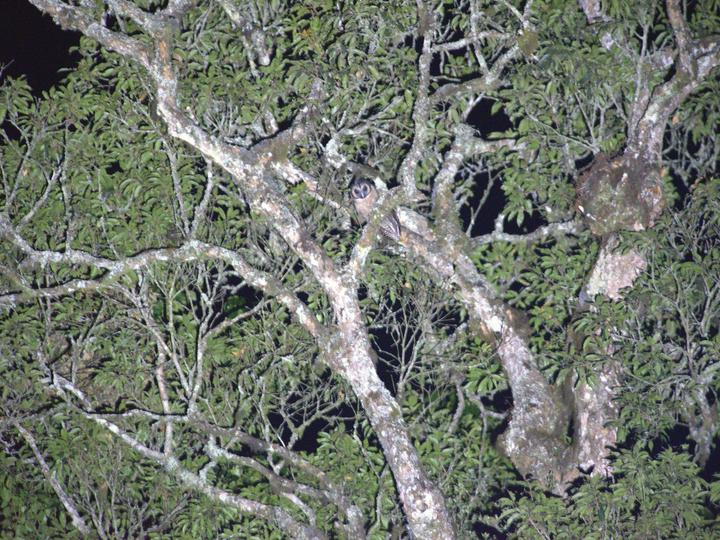 Brown Wood Owl