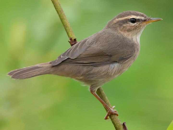 Dusky Warbler