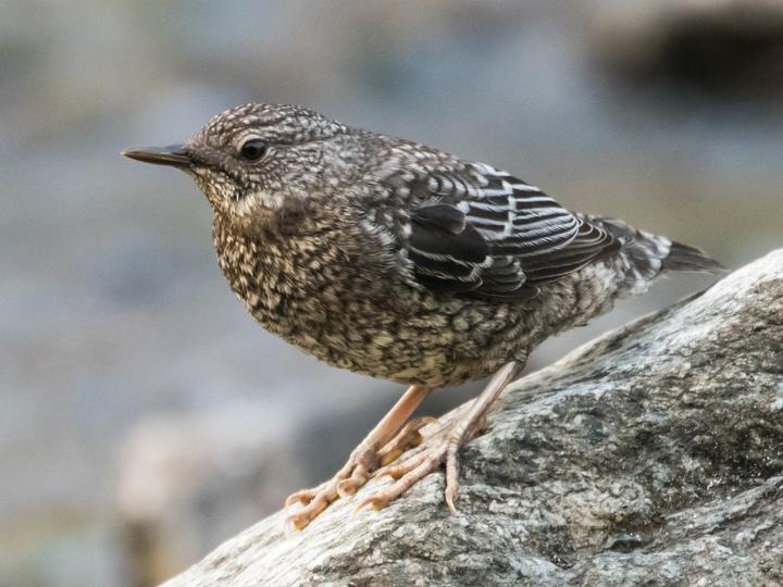 Brown Dipper