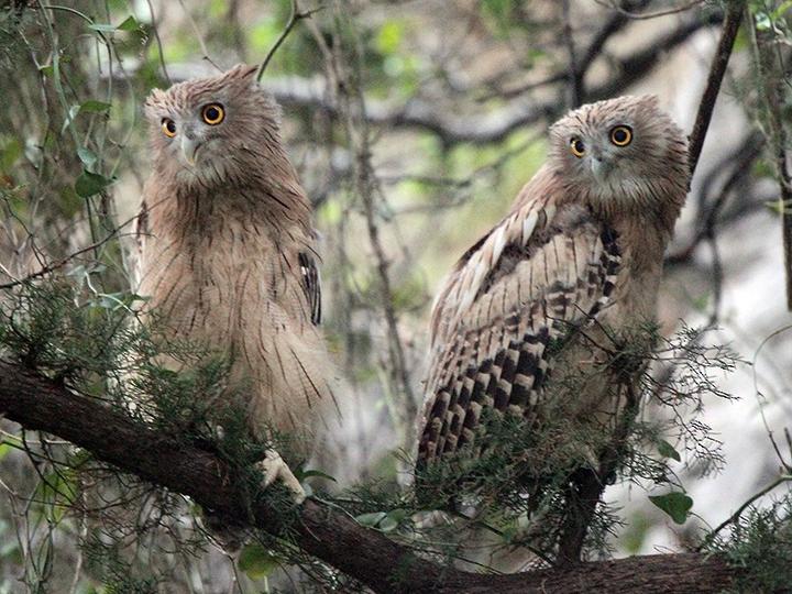 Brown Fish Owl