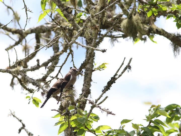 Brown Bullfinch