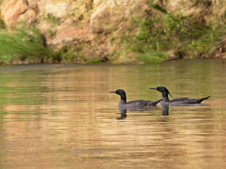 Brazilian Merganser