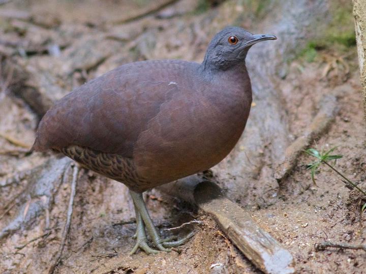Brown Tinamou