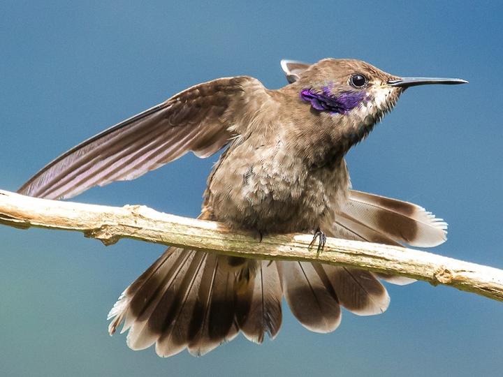 Brown Violetear