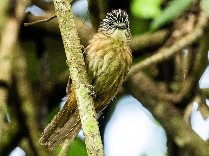 Brown Tit-Babbler