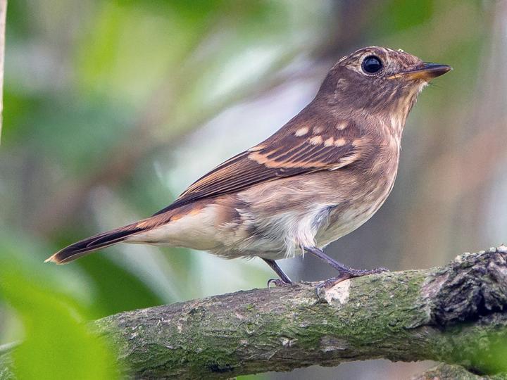 Brown-streaked Flycatcher