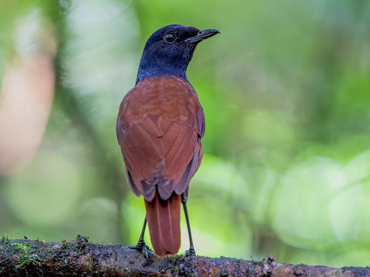 Brown-winged Whistling Thrush