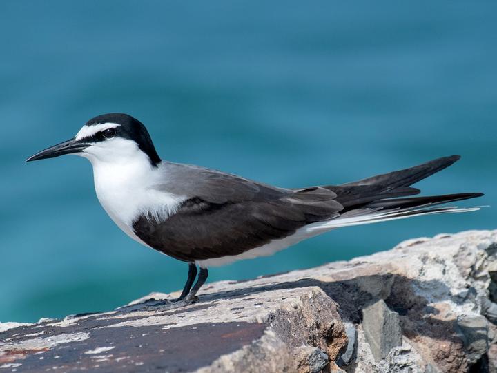 Bridled Tern