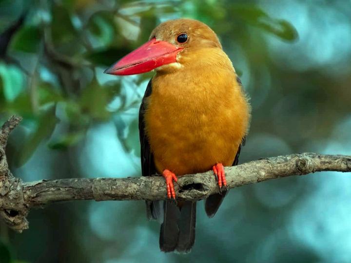 Brown-winged Kingfisher