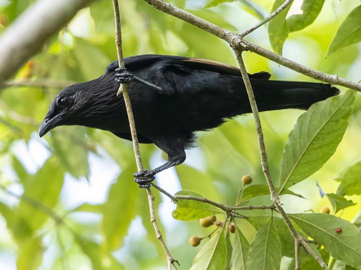 Brown-winged Starling