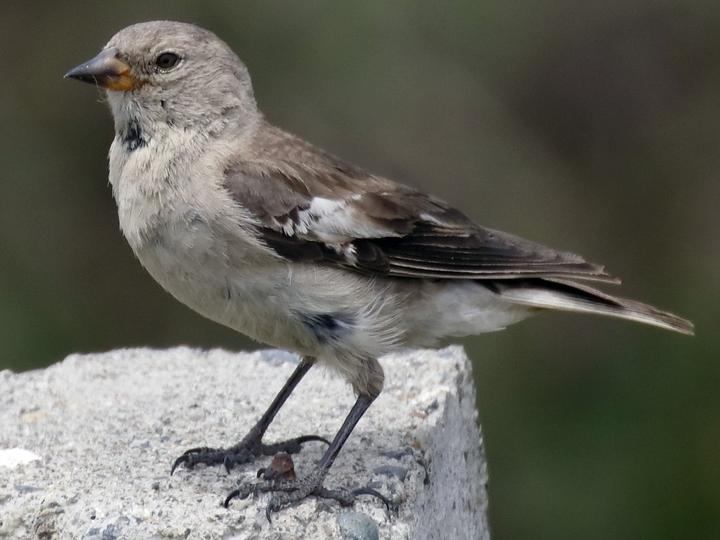 Black-winged Snowfinch