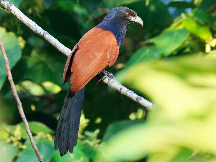 Greater Coucal