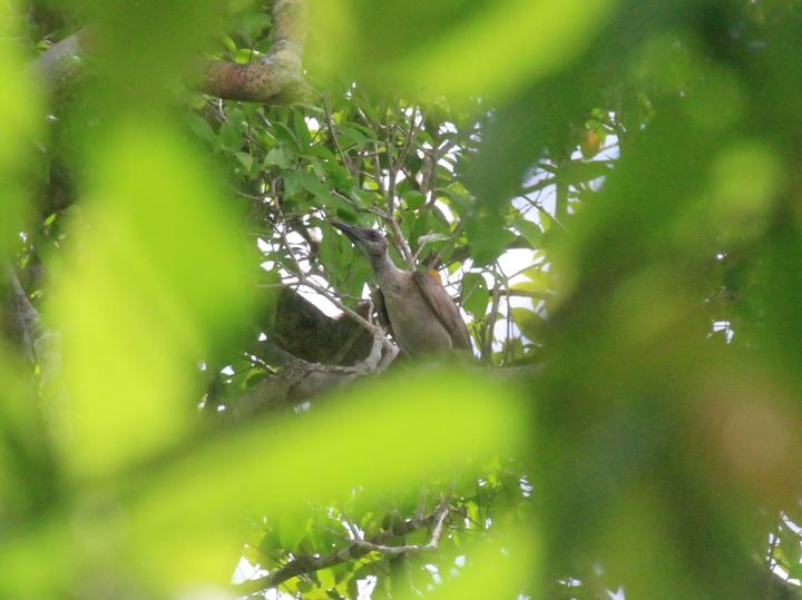 Tanimbar Oriole