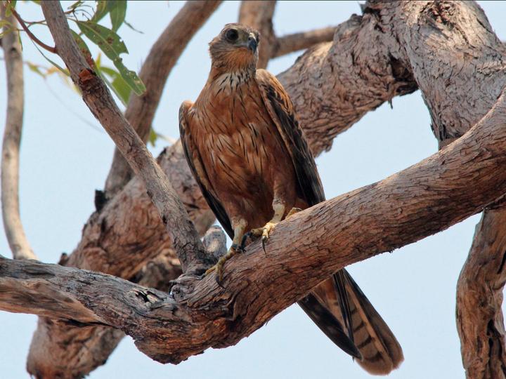 Red Goshawk
