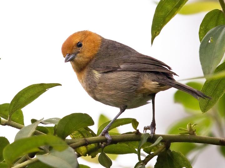 Brown-flanked Tanager