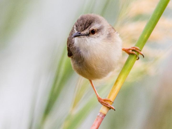 Tawny-flanked Prinia