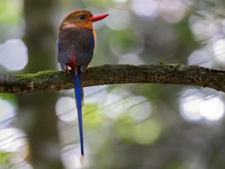 Brown-headed Paradise Kingfisher