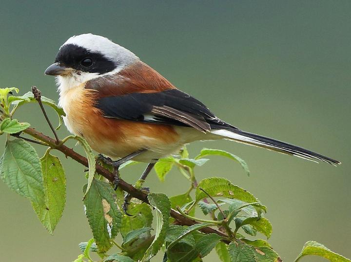 Bay-backed Shrike