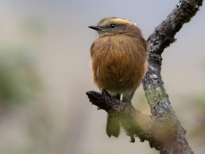 Brown-backed Chat-Tyrant
