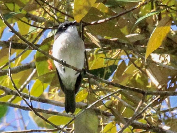 Brown-backed Whistler
