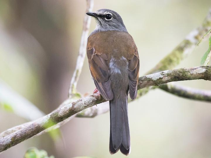 Brown-backed Solitaire