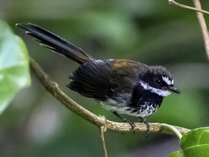 Supertramp Fantail