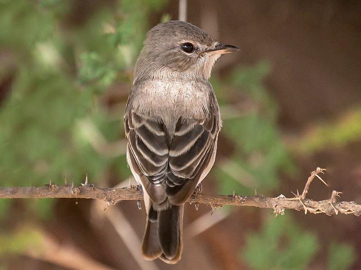 Gambaga Flycatcher