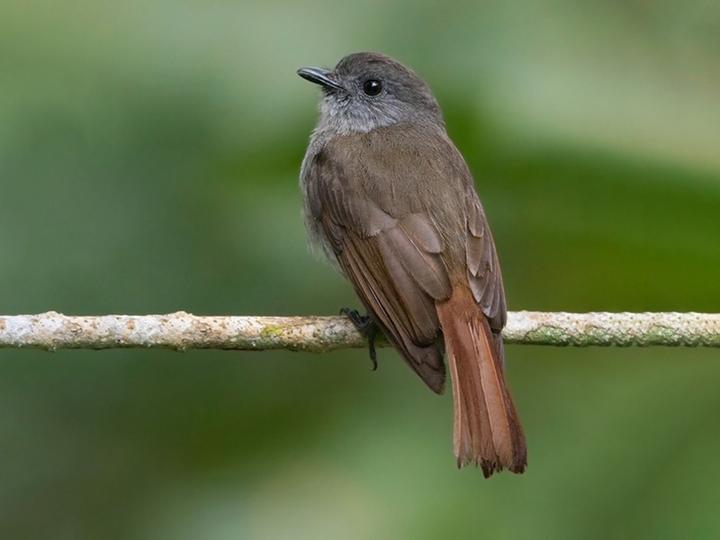 Flores Jungle Flycatcher