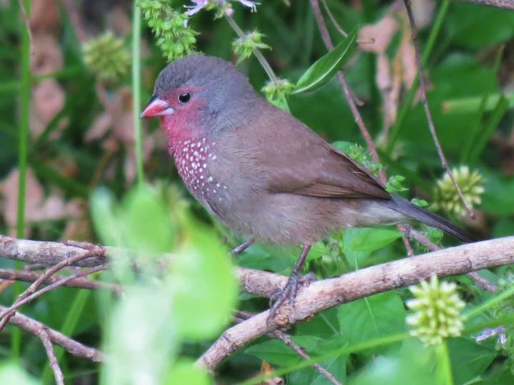 Brown Firefinch