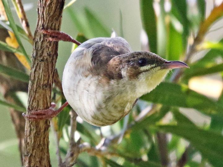 Brown-backed Honeyeater