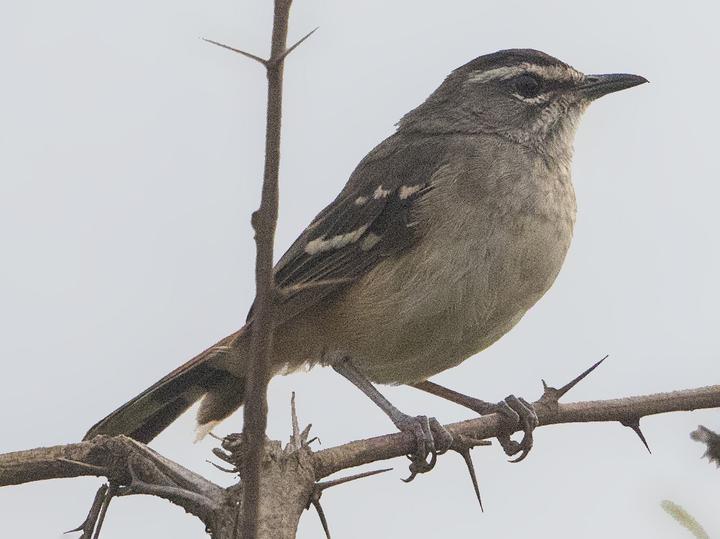 Brown-backed Scrub Robin