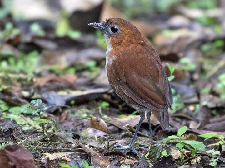 White-bellied Antpitta