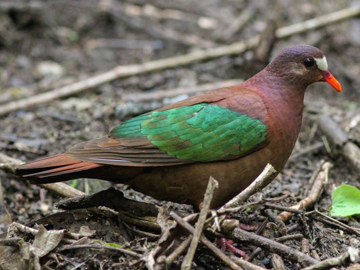 Stephan's Emerald Dove