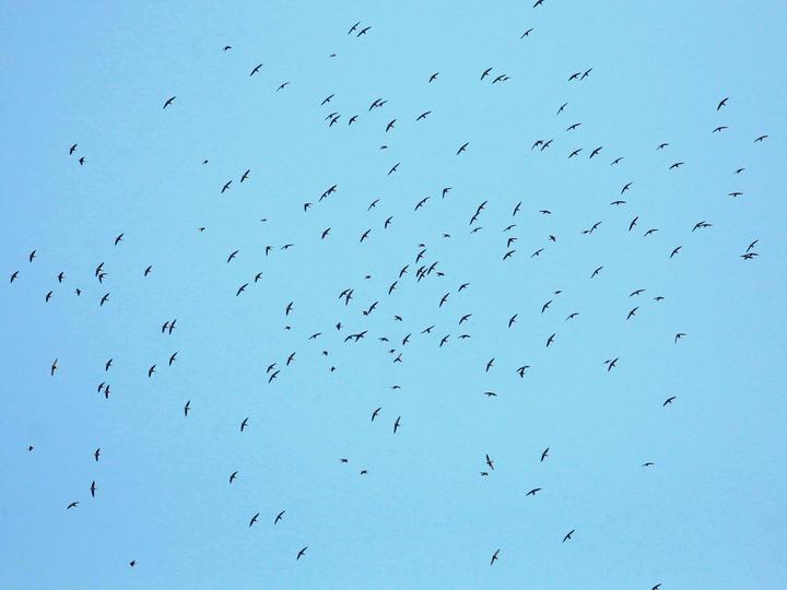 Brown-backed Needletail