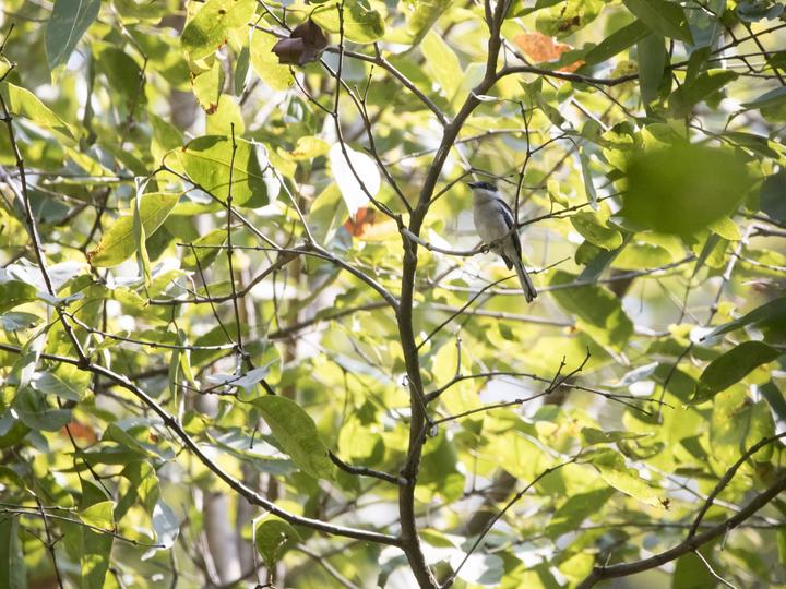 Bar-winged Flycatcher-shrike